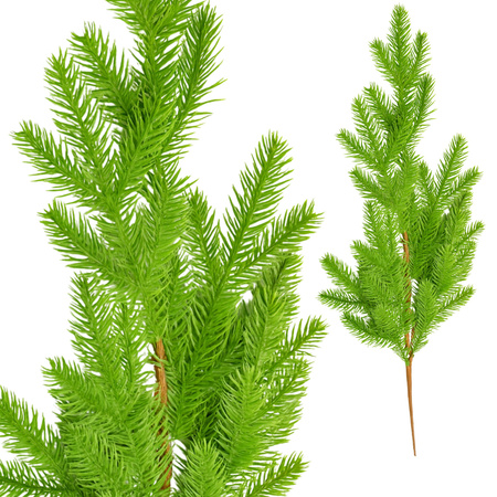 GAŁĄZKI ZIELONE ŚWIERKU GAŁĄZKA ŚWIERKOWA CHOINKI IGLIWIE BAZA DO STROIKÓW