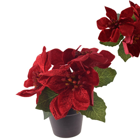 GWIAZDA BETLEJEMSKA W DONICZCE SZTUCZNA WELUROWA POINSECJA JAK ŻYWA 26cm