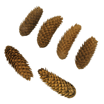 Naturalne szyszki ozdobne świerkowe świerk zestaw do dekoracji na stroik